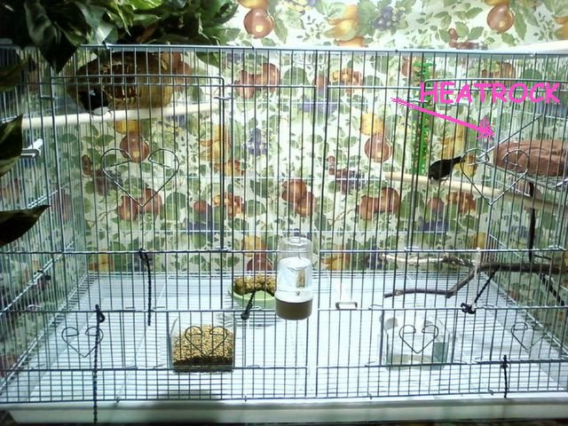 Black and White Mannikins in a non-breeding 30x18 Flight cage with5watt reptile heat rock from ZooMed
